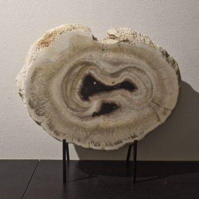 Large Petrified Wood Slab on Stand